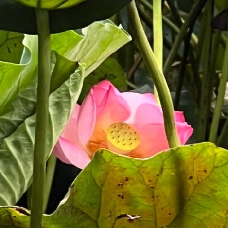 小画家