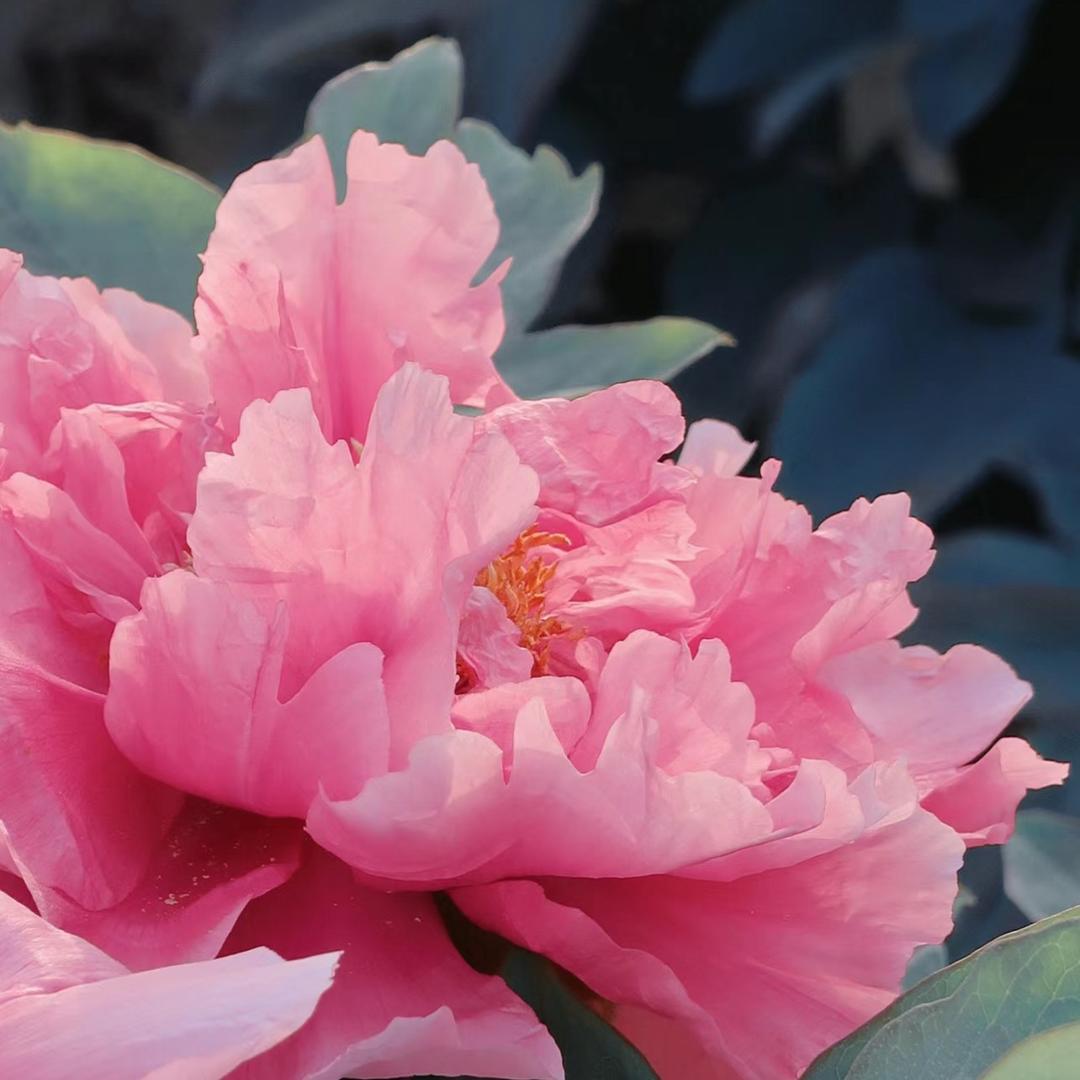 🪷L姨姨我呀🌹