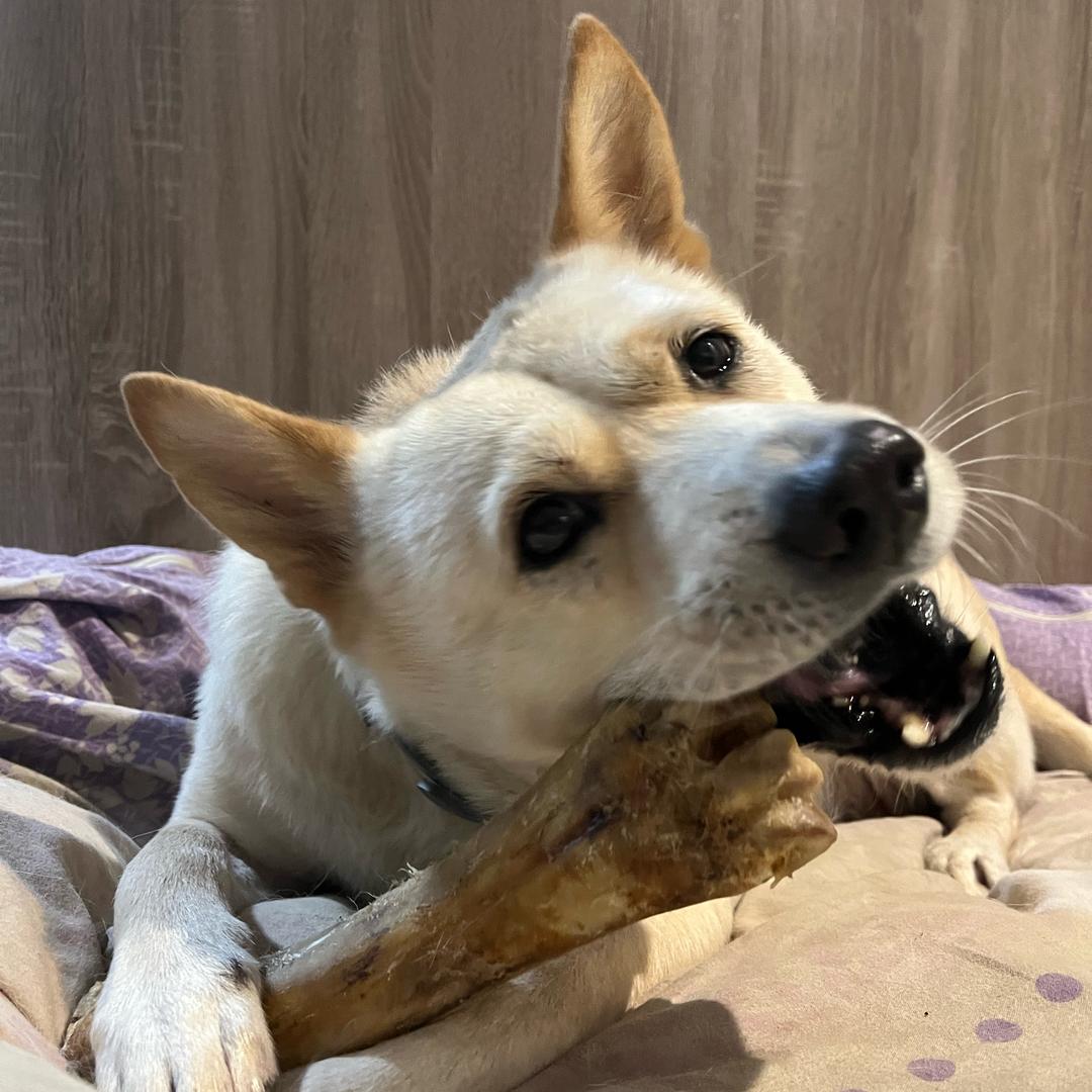 阿白的深夜食堂🥢