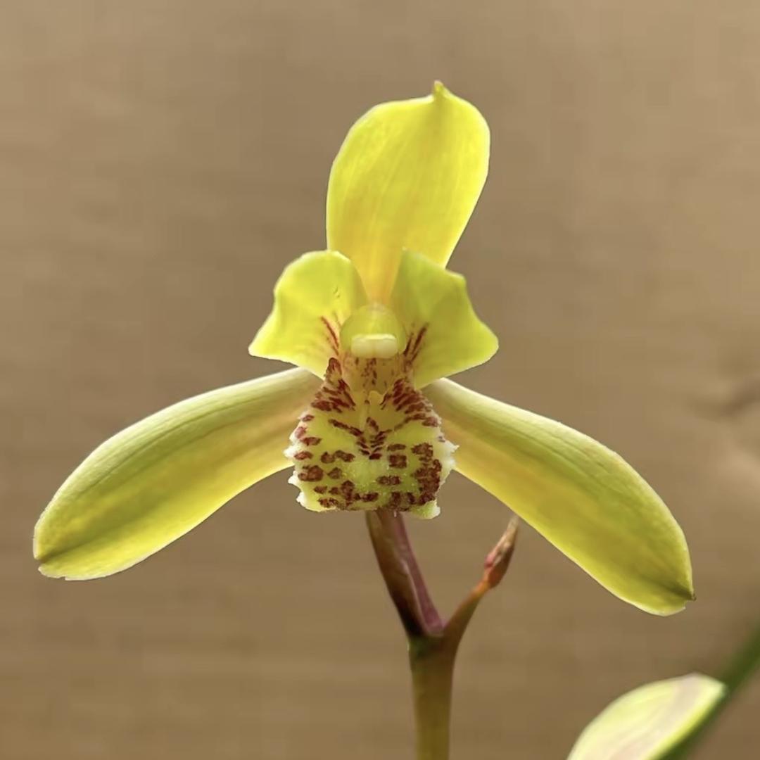 湄潭县路鑫兰苑