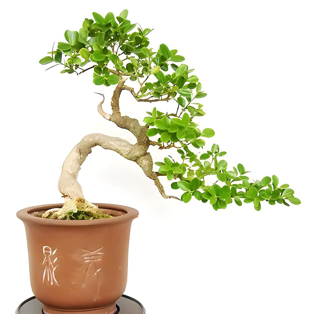 独具匠心园艺