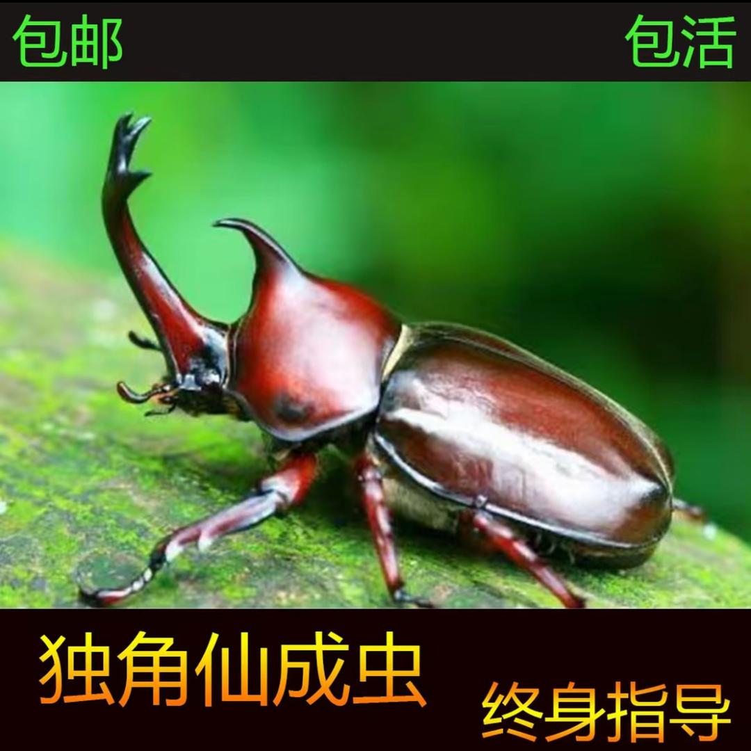 果果家精品市集