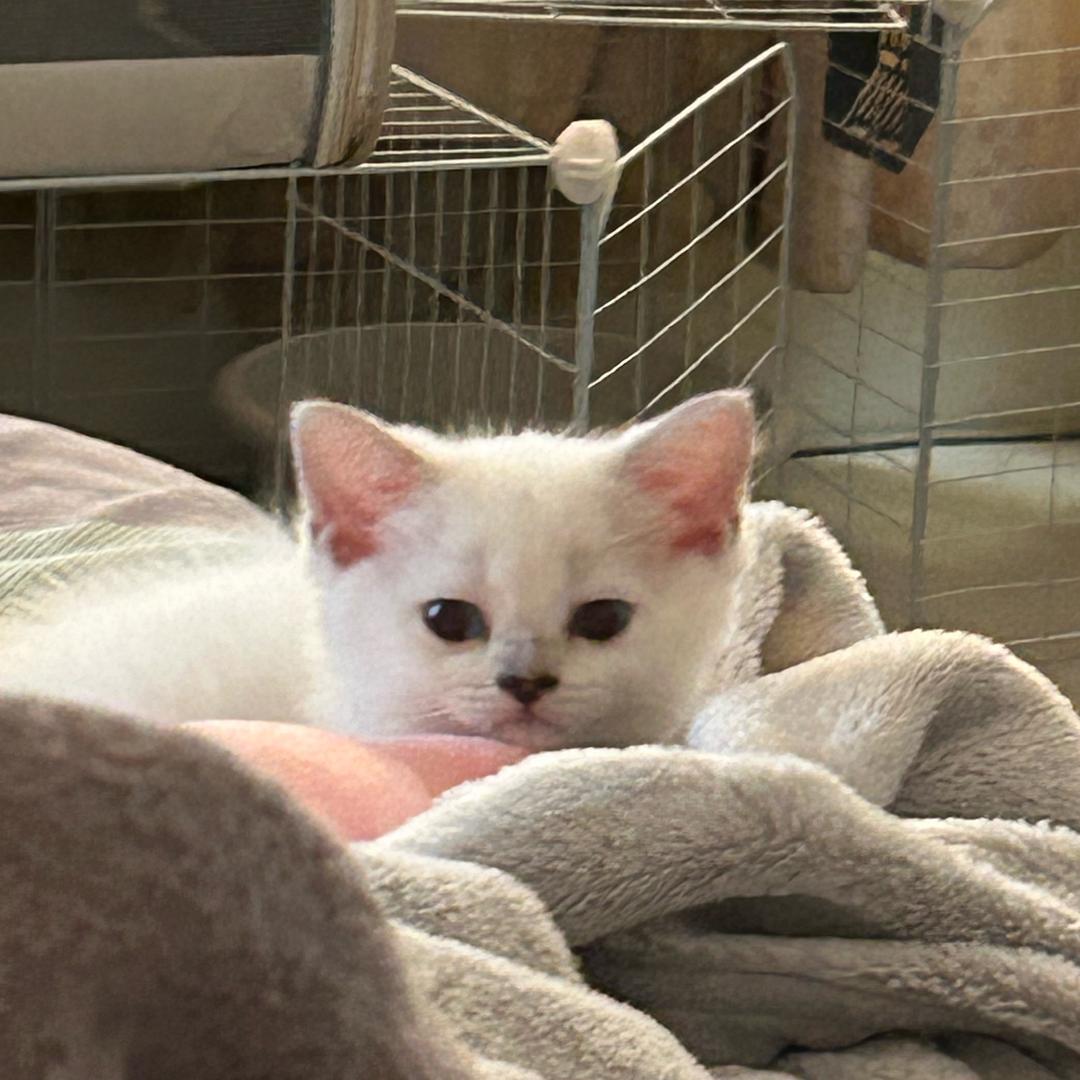 拥有一百万的小猫