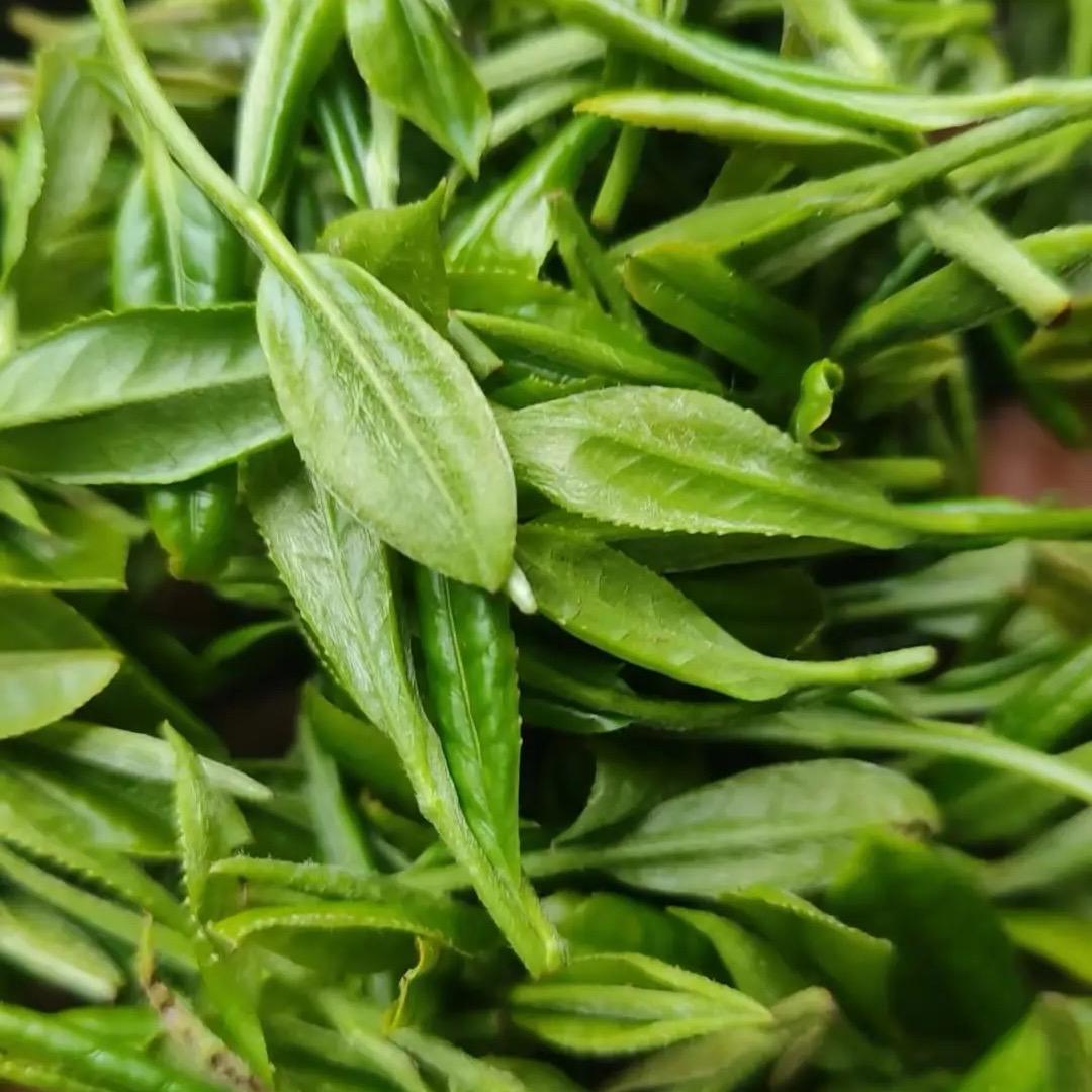 古树古树源头古树