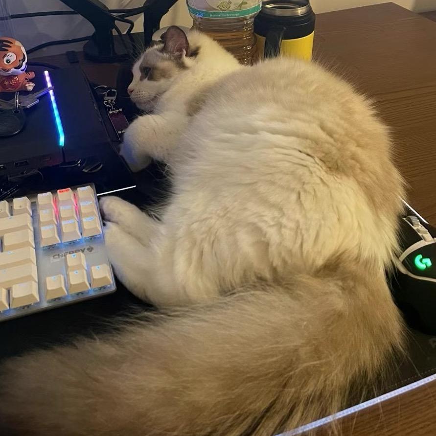 我的猫是元婴后期(四锻)