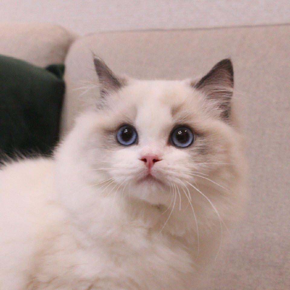 奶油可乐😼