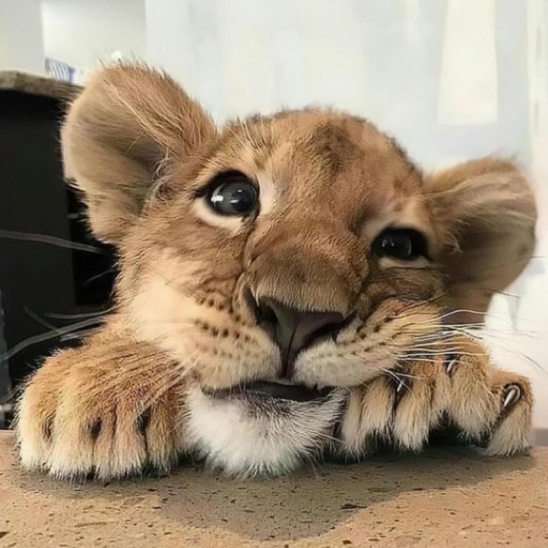 小丹