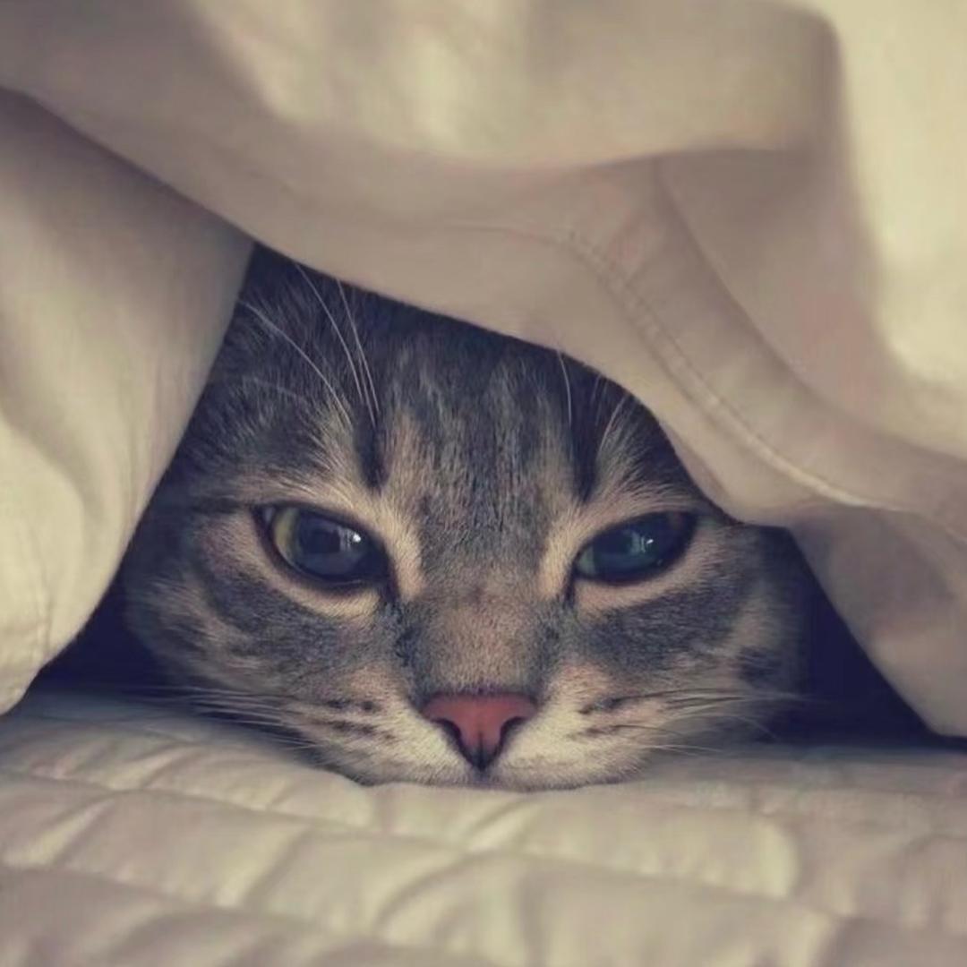 再看就把你崽了