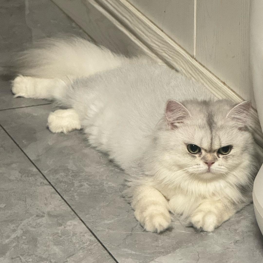 🌈琉璃 棒棒糖