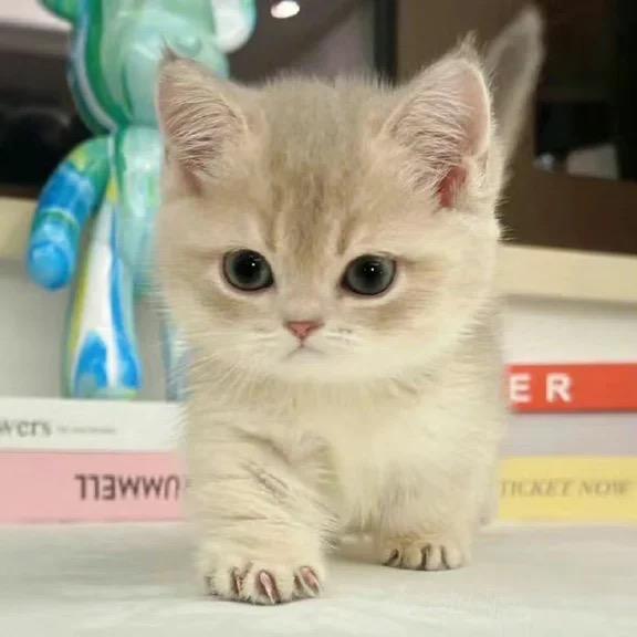 初中李老师-针对性一对一（学情分析）