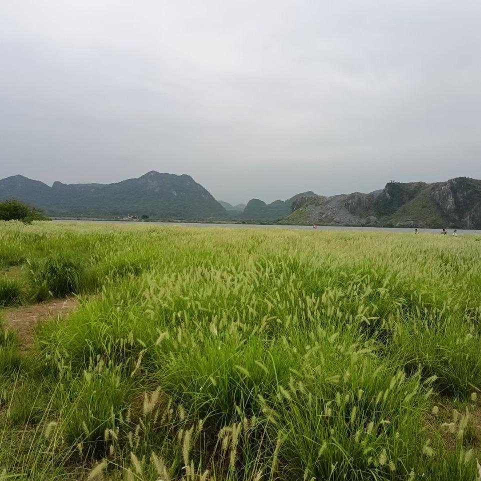 牙擦苏
