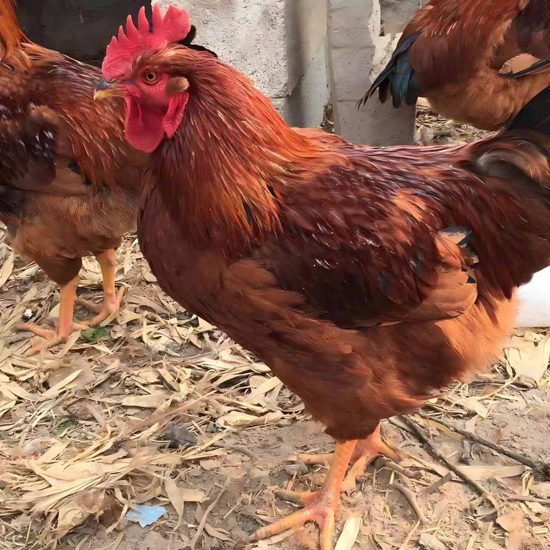 小胖鸡养殖牧场