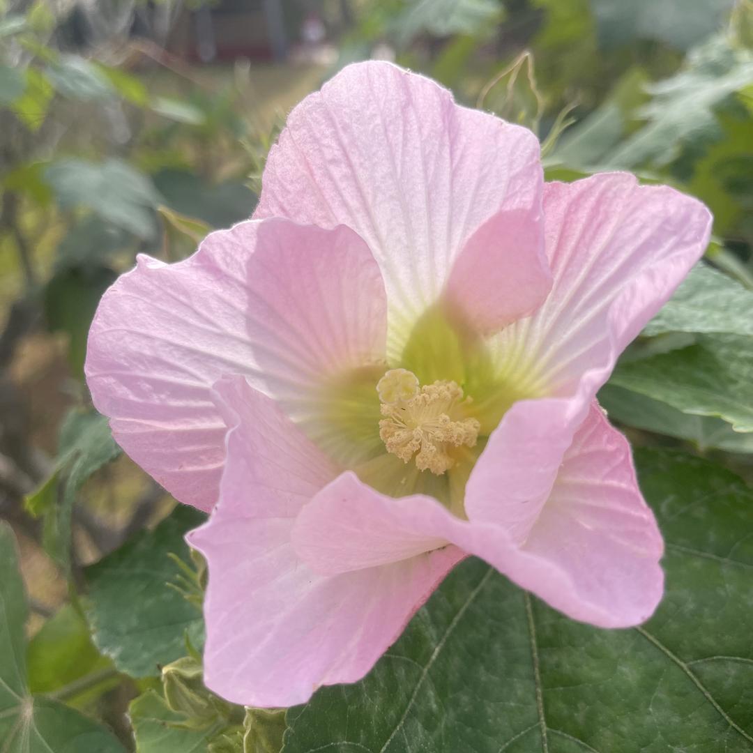 ☆*:.｡. o岁月吴痕o .｡.:*