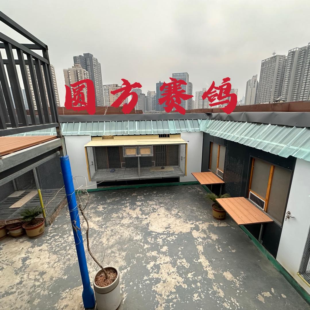 西安圆方赛鸽