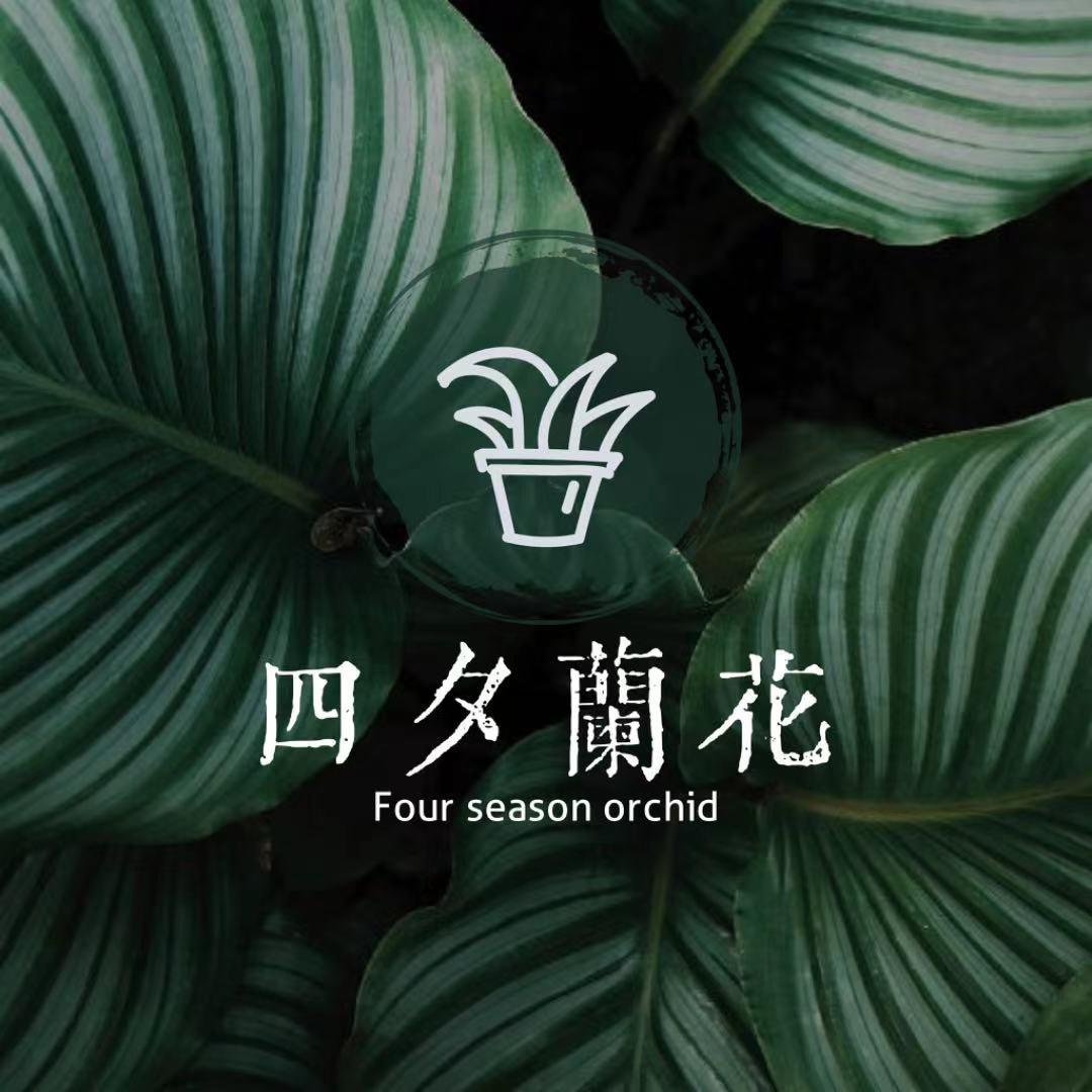 四夕兰花