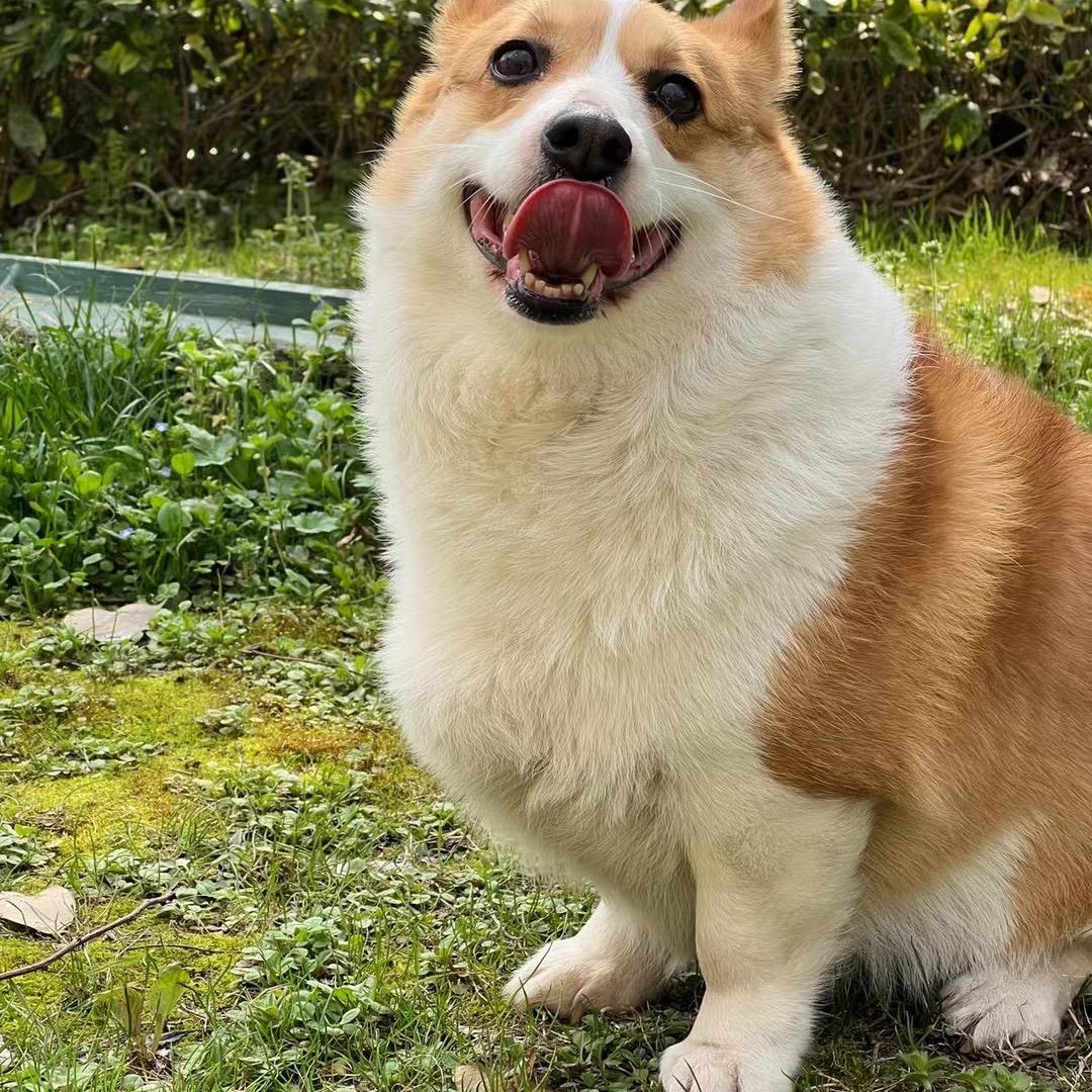 五行爆火🔥🔥班长