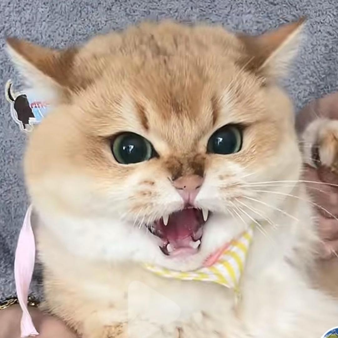 安安小夹子