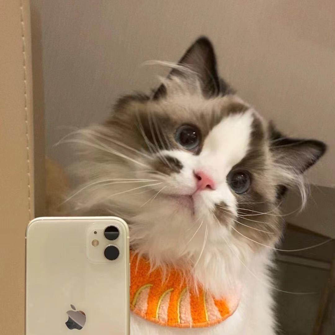 鱼鱼猫猫（购猫可私）