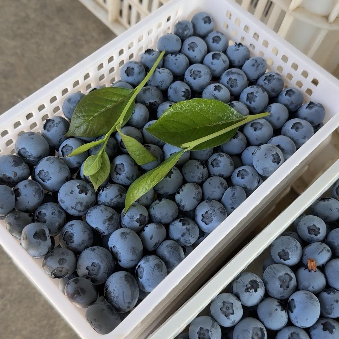 阳鑫果蔬（代办）