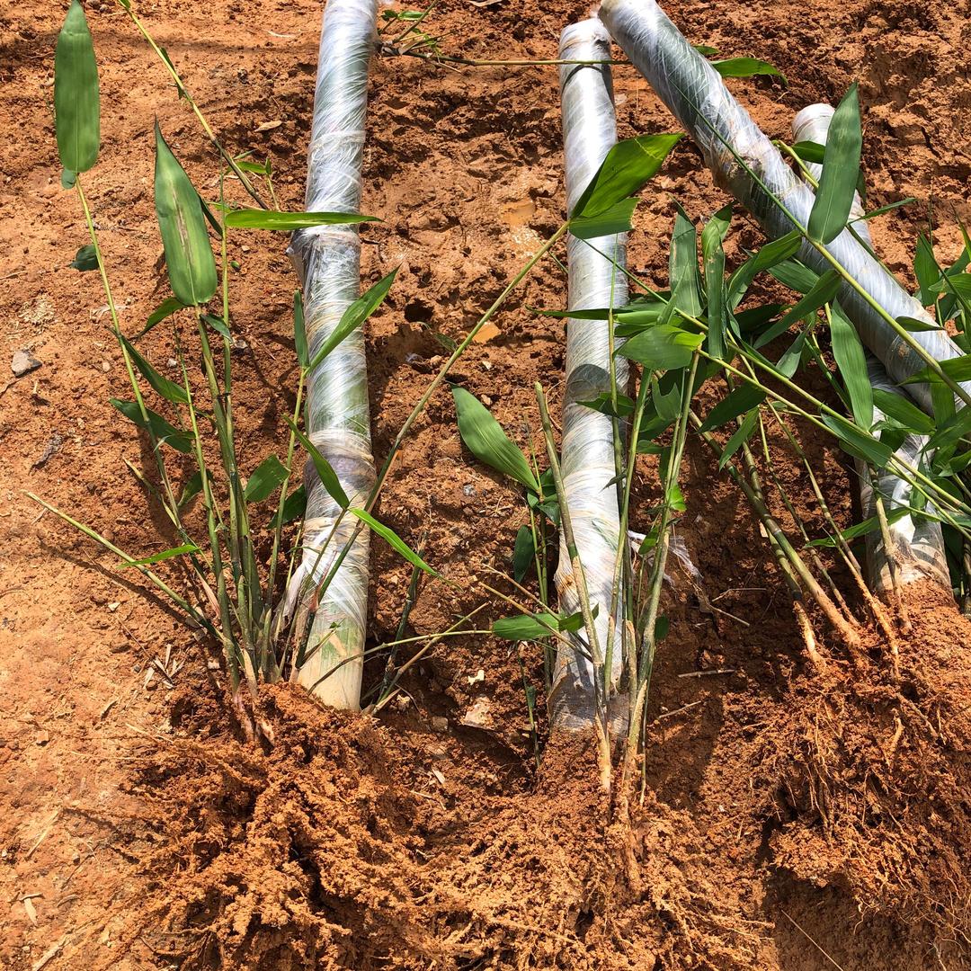 橱窗有云南甜龙竹苗优质种苗水果笋甜笋