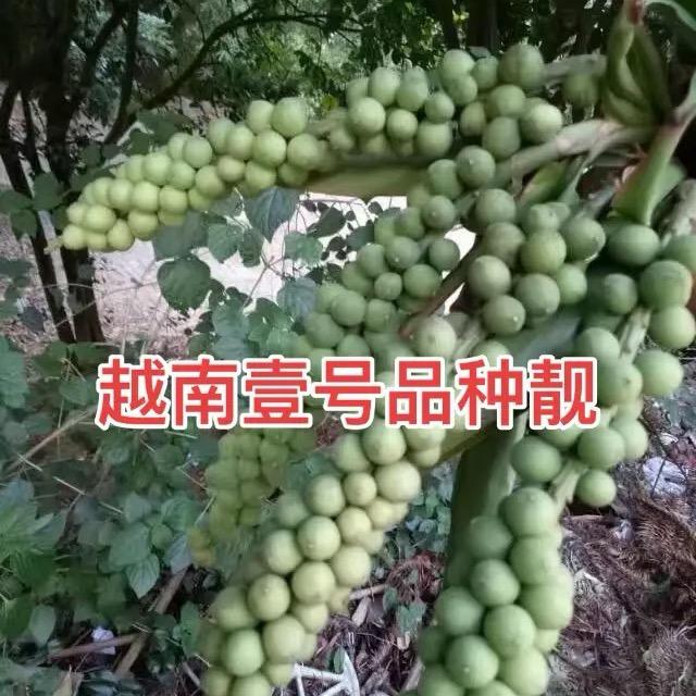 禾盛