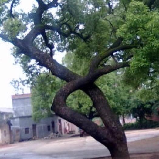 ヅ幽愁暗恨‵生