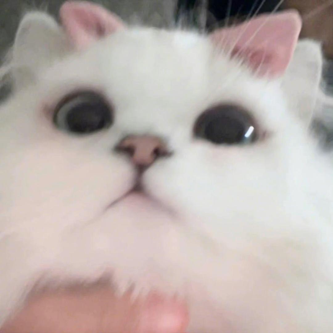 小毛睡不醒