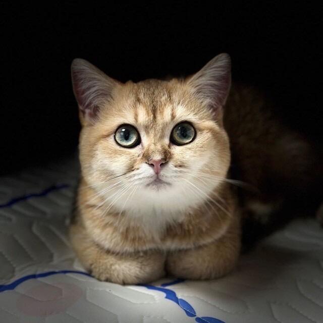 猫和仔