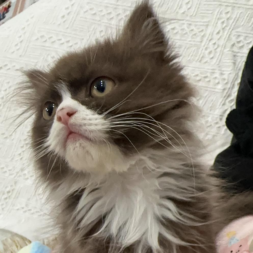 钱多多是只猫～