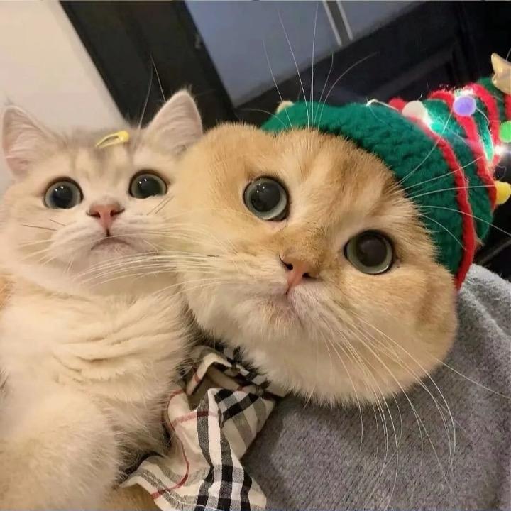 ㄆㄎ