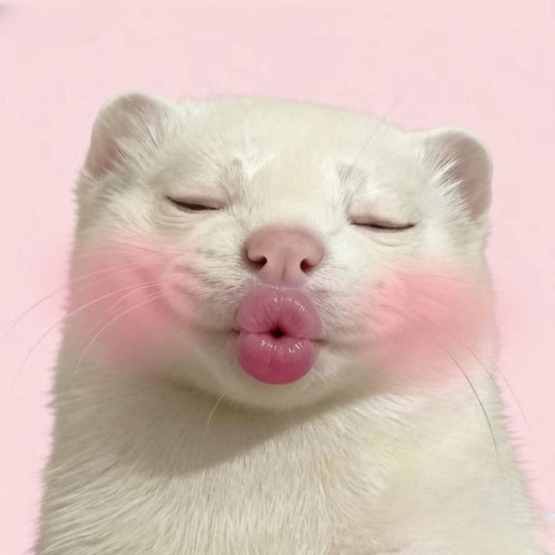 哇哒吸蛙