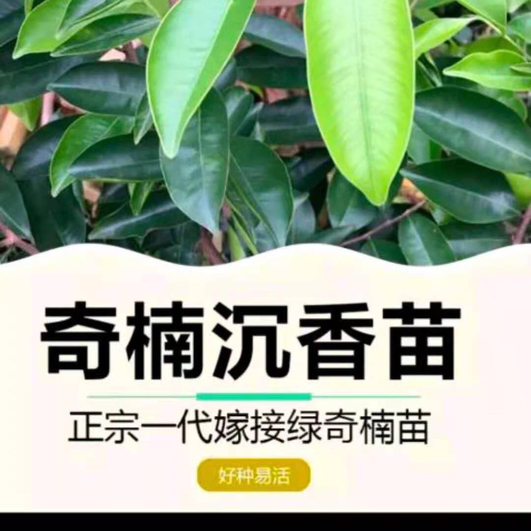 茂柏苗木种植场