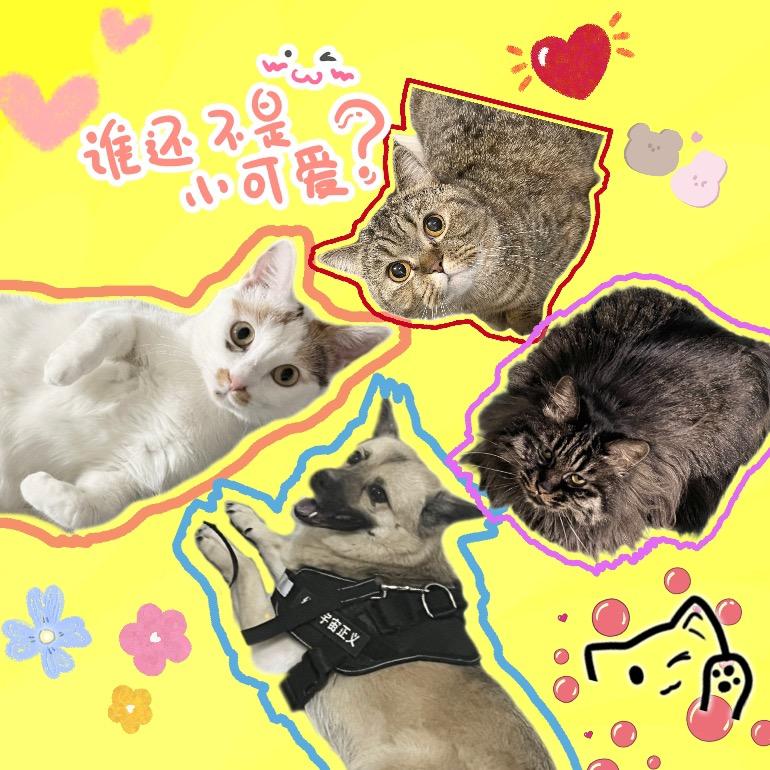 吉祥的小咪们