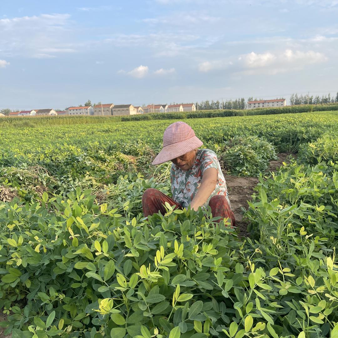 悯农金蝉企业店