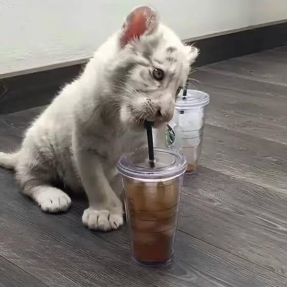 蒋肖辉