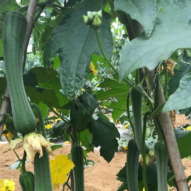 四川宇豪汇农业科技有限公司华哥）