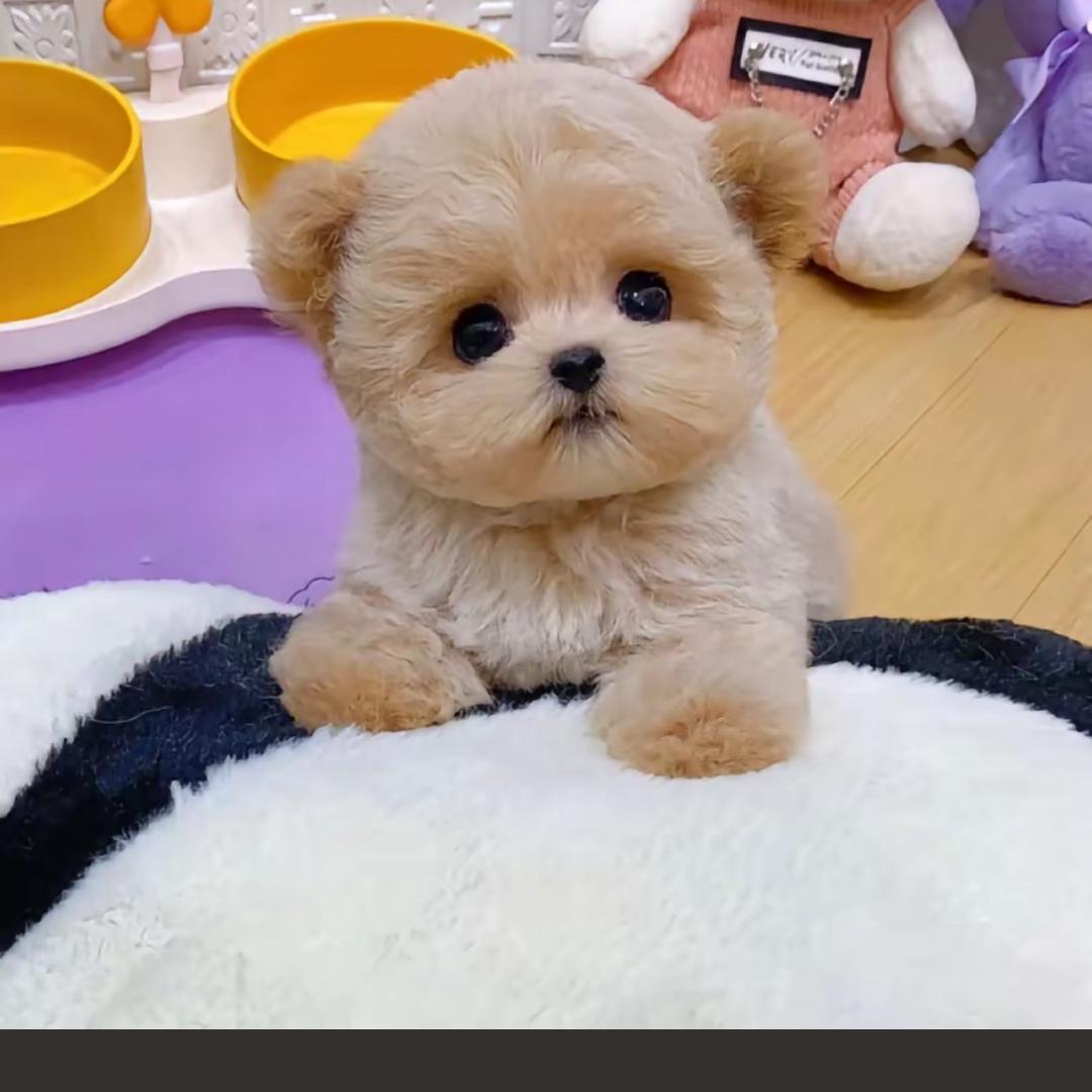 楠哥家的汪汪