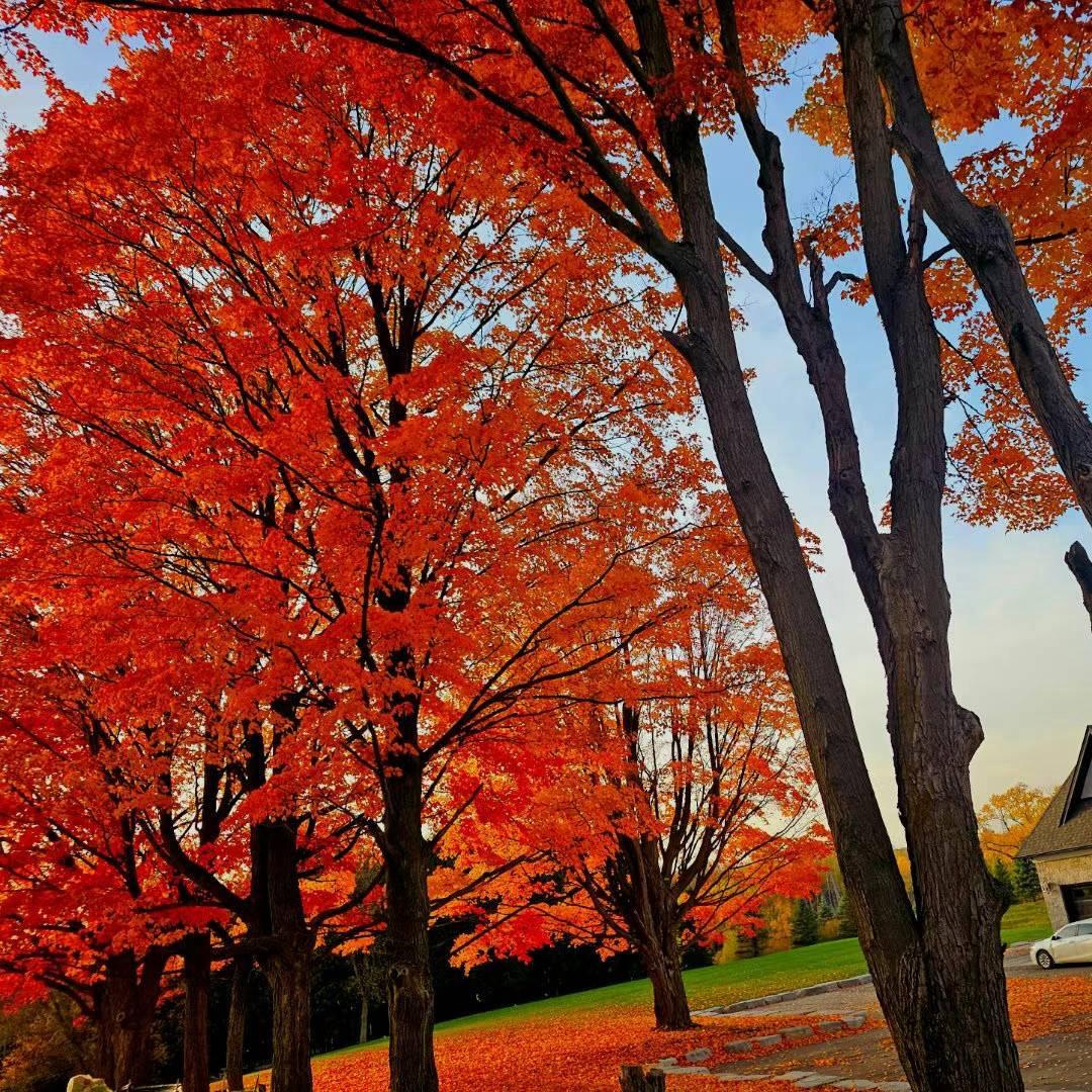 河北人在🇨🇦