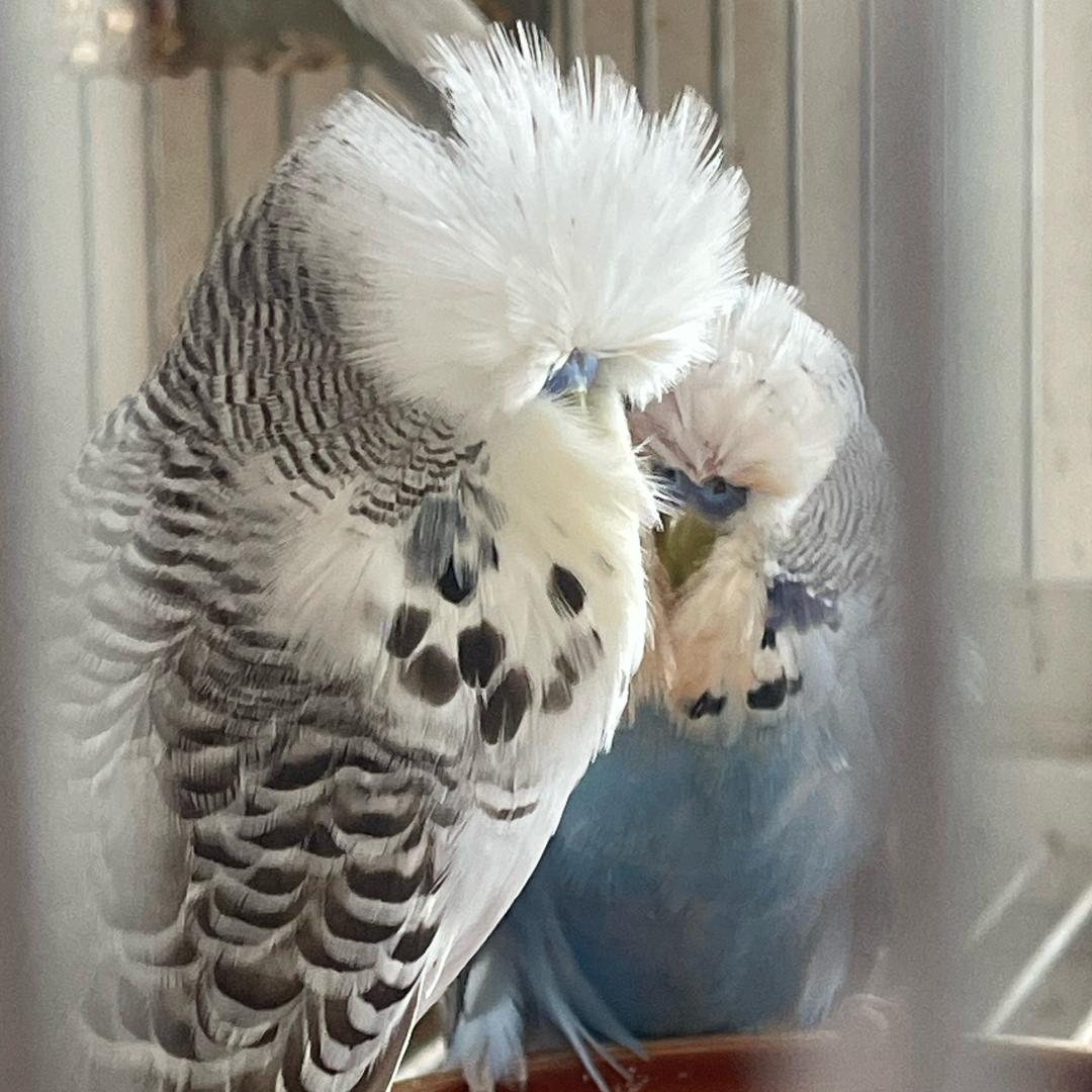 山东（紫金鸟舍）