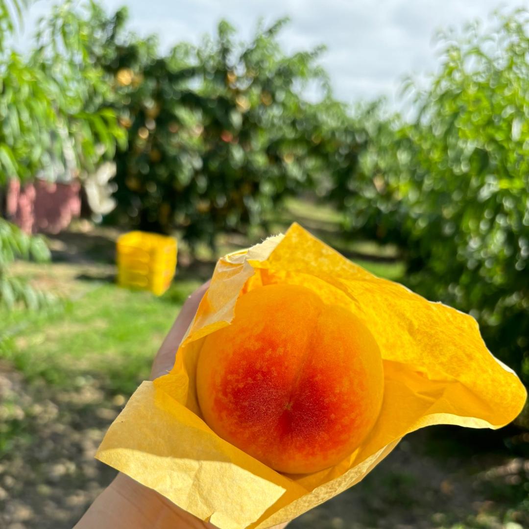 芯语农产品