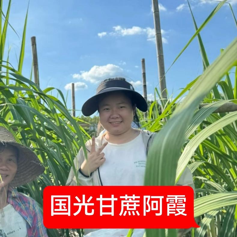 国光甘蔗阿霞