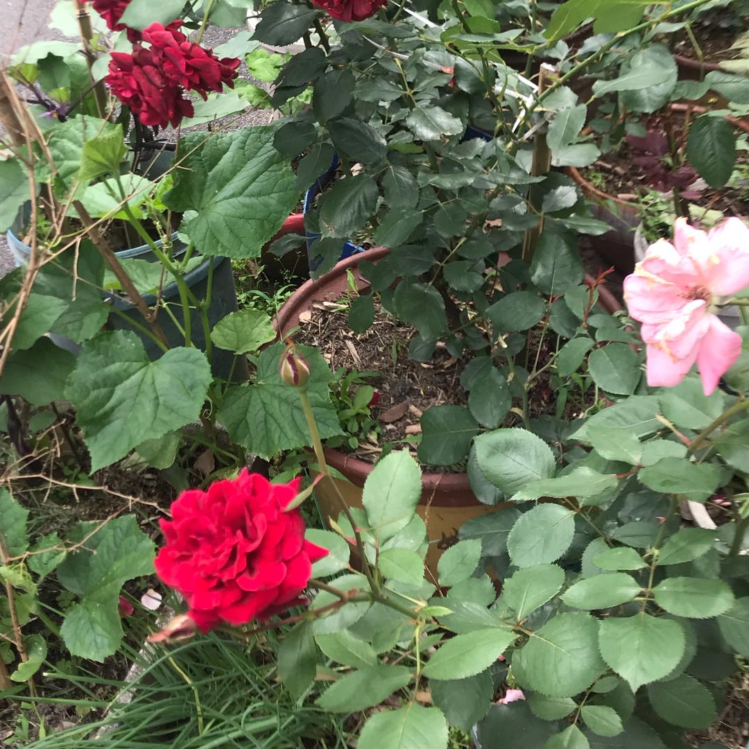 勤劳的小蜜蜂🐝