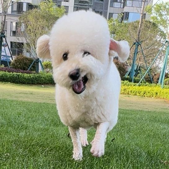 汉堡🍔小狗