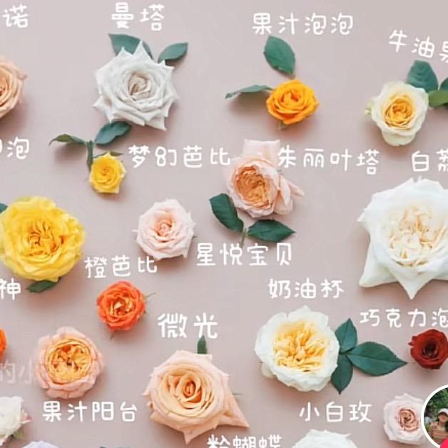 叮当月季