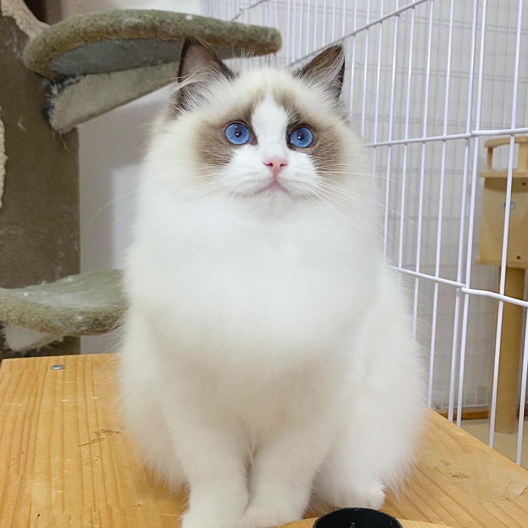 毛孩子办事处