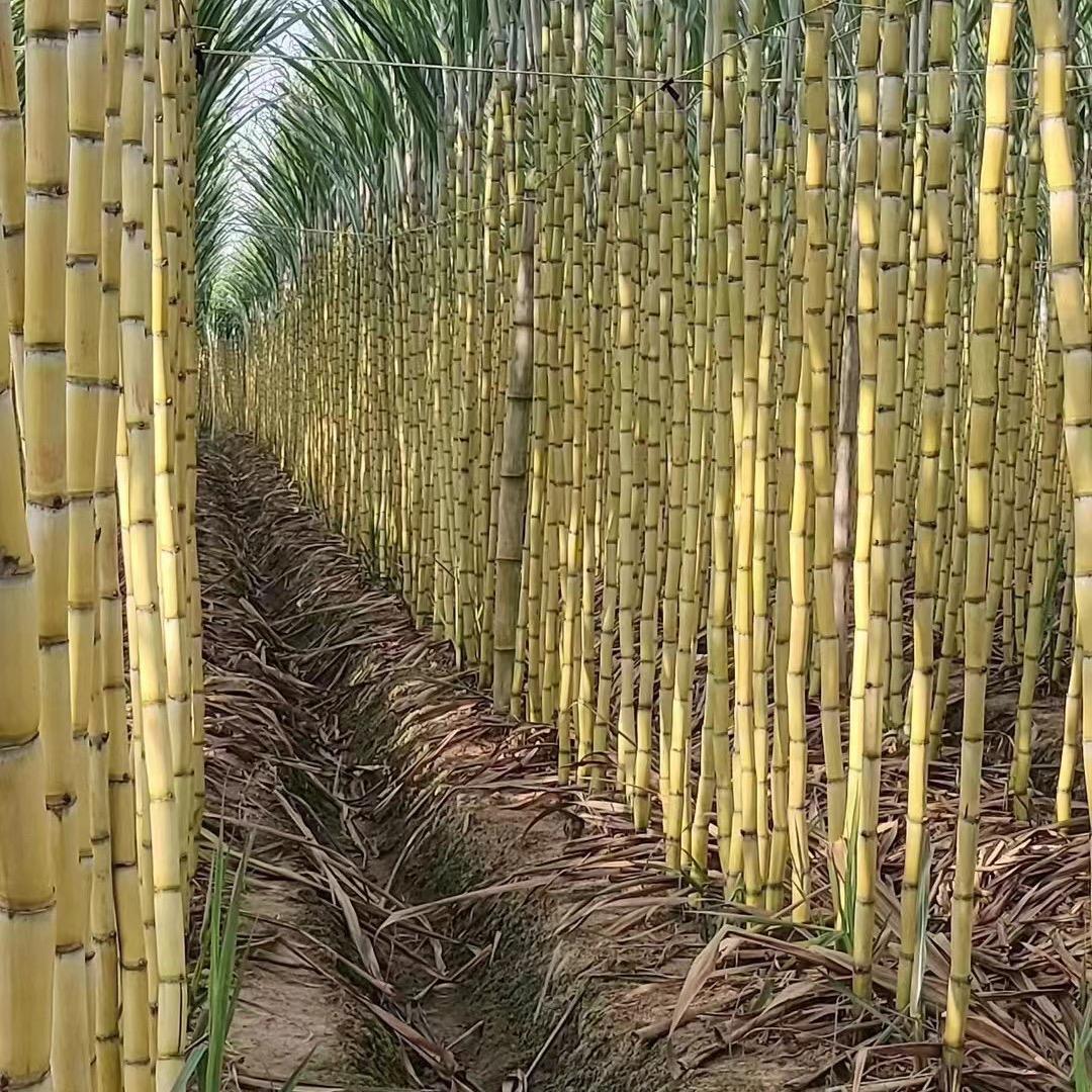 @云南甜脆黄金甘蔗 1 小胡 场地直销