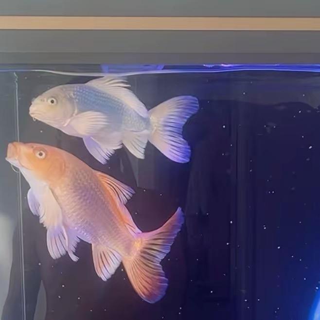 🐟🐟🐟