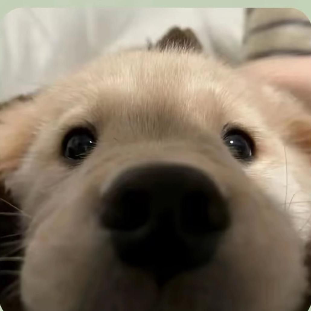 爱喝可口可乐