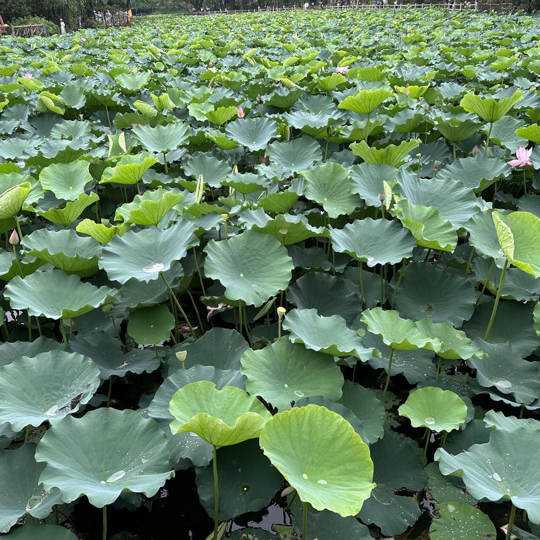 南宁市良庆区歌茜尔服饰