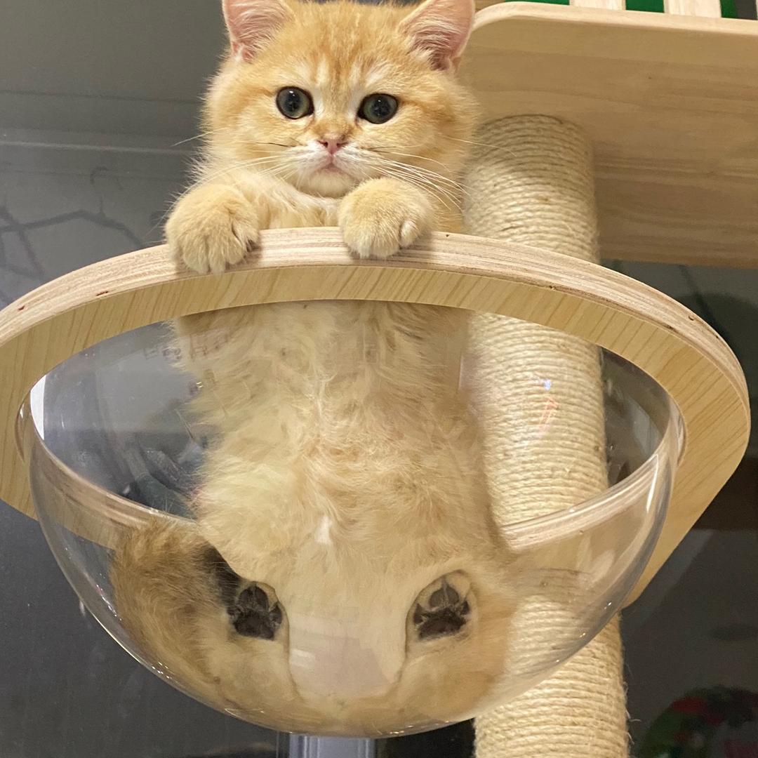 手上有个小可爱💕